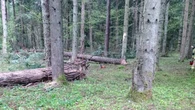 Tragedia podczas wycinki drzew. Spadający konar zabił pracownika