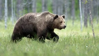 Niedźwiedzie pod nadzorem. Powstaje specjalna grupa interwencyjna