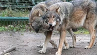 Nie tylko płoszenie niedźwiedzi. Jedna z gmin ma zgodę na odstrzał wilków