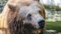 Smutne wieści z warszawskiego zoo. Nie żyje Sabina
