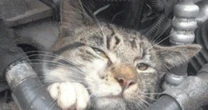 Animali stressati dagli uomini: gatti, cervi e rane? Ecco cosa non sopportano di noi