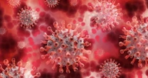 "Evitare il contatto diretto per escludere il contagio da Herpesvirus simiae": l'allarme dei virologi