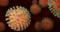 "Per l'uomo il rischio è il passaggio dal maiale". Virus H5N1: "non bisogna bere latte fresco"