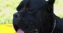 Sbranata dal cane corso del nipote, morta dopo 5 giorni di atroce agonia: dramma a Lecce