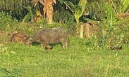 Vây bắt trâu hung hãn húc người