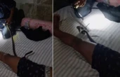 Đang ngủ thì bị “bé na” chui vào quần, chàng trai có pha xử lý đáng khen