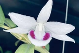 Kẻ 'ẩn mặt' sau mạng xã hội và cú lừa hoa lan đột biến
