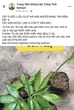 Bán ‘quốc bảo’ giả trên mạng xã hội, một thanh niên bị khởi tố