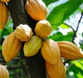 Thứ quả tưởng không ai ăn nay thành đặc sản dân phố săn lùng, 40.000 đồng/kg