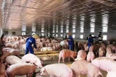 Cổ phiếu của "đại gia nuôi heo" tăng gần 95% từ đáy, lãnh đạo có động thái lạ