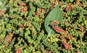 Xuất khẩu nghệ, tỏi, gừng tăng vọt