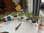 Những chậu hoa mười giờ giá lên đến cả triệu đồng có gì đặc biệt?