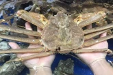 Loài cua "khủng" nhiều người nhầm lẫn, từng có con giá 1,6 tỷ đồng, ở Việt Nam giá ra sao?