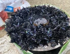 Nóng tuần qua: Đua nhau săn ong bầu bán hơn 4 triệu đồng/kg cho Trung Quốc, chuyên gia nói gì?