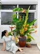 Chị em Hà thành "rộ mốt" chi cả triệu đồng mua buồng chuối về cắm chơi