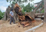 Cây đa di tích lịch sử hơn 300 tuổi bị gãy đổ