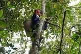 Theo chân người Xơ Đăng lên rừng hái 'hạt ngọc trời', kiếm tiền triệu mỗi ngày