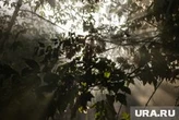 Большая половина страны: в каких регионах ввели противопожарный режим и что это значит