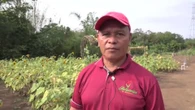 Una familia nicaragüense crea un negocio turístico con un campo de girasoles