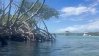 Los manglares, antídoto natural contra el cambio climático y los huracanes en Puerto Rico