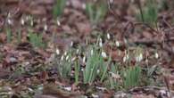 Moscú vive un invierno inusualmente cálido que ha despertado a la flora y a la fauna