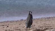 Transmisión en directo de pingüinos permite a biólogos argentinos estudiar su conducta