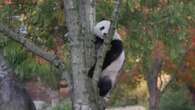 Zoo de Washington presenta en sociedad a sus nuevos pandas, fruto de un acuerdo con China