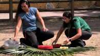 Animales del BioParque de Rio de Janeiro reciben alimentos congelados para combatir el calor