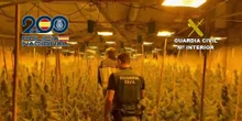 Policía Nacional y Guardia Civil desmantelan una 'selva' de mil plantas de marihuana en Valencia