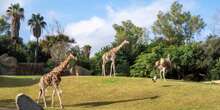 Bioparc Valencia cumple 17 años como referente de ocio comprometido con la conservación