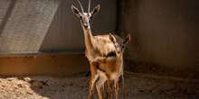 Nace en Bioparc Valencia la segunda cría del año de la gacela Thomson, el antílope más veloz de África