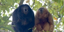 Una laringe más simple que la de otros primates permitió que pudiéramos hablar