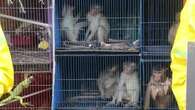 Activistas del grupo PETA protestas en Indonesia contra la venta de animales