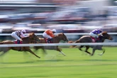 Free William Hill shop bet every day of the Newmarket festival