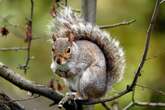 Squirrels 'run away and won't come back' after catching scent of one thing