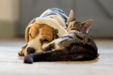 Dog and cat owners warned over flea spike as free treatment offered