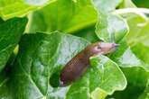 Asda, Tesco, Morrisons and Sainsbury's all sell 21p item that will banish slugs from gardens