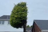 Neighbour's hysterical passive-aggressive message to next door goes viral