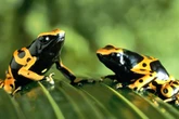 Warning over 'shamans' selling 'detox' treatment made of poisonous frogs after man's death