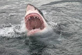 Great white sharks and toxic jellyfish set to terrorise British beaches in 'extreme' heatwave
