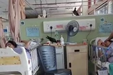 Rampant pigeons and crows caught 'eating patients' food and pooing in hospital beds'