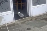 World's most polite seagull turns up at chippy every day to wait for favourite snack