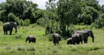 Brit tourist among two killed by charging elephant during Zambia safari trip gone wrong