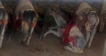 Brit horrified as donkeys 'frothing at the mouth' made to carry tourists in 31C
