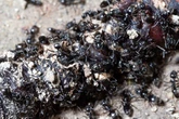 Awful-smelling army of 'super ants' destroy power supplies and roads during march towards UK