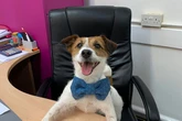 Meet the ‘office dogs’ bringing furry joy to stressed-out workers