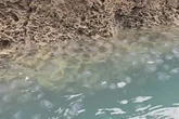 UK heatwave triggers invasion of thousands of dangerous stinging jellyfish