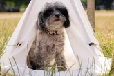 One in four older dog owners admit caring for aging pet is more challenging than expected