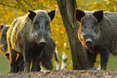 Sick hunters jump in helicopters to blast defenceless pigs with machine guns