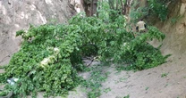 Korzeniowy Dol Gorge: Multiple children injured after huge branch falls off tree